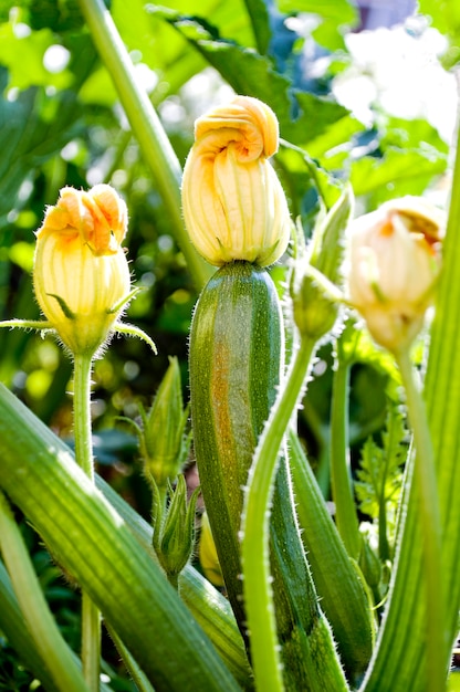 Courgette dans le jardin