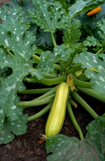 La courgette pousse dans le jardin sous les feuilles La courge se trouve sur le sol sous un buisson dans un potager par une journée d'été ensoleillée Aliments biologiques sans OGM