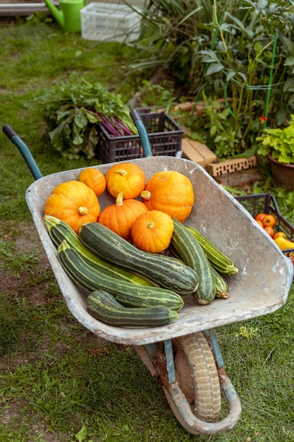 Courgettes et citrouilles dans une brouette dans le jardin