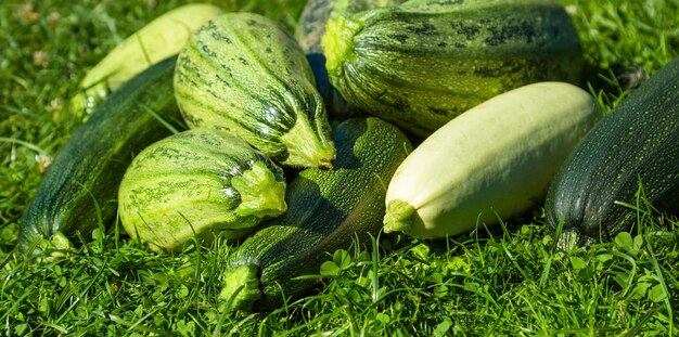 Courgettes de différentes variétés sur l'herbe Récolte fraîche Nourriture végétarienne écologique Récolte d'ingrédients biologiques de courgettes