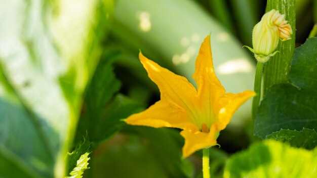 Courgettes en fleurs par une journée ensoleillée. Fleur de courgette jaune au feuillage vert. Les courgettes mûrissent dans le jardin. Espace de copie