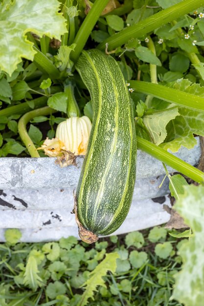 Les courgettes mûres poussent dans les lits de jardin à la ferme