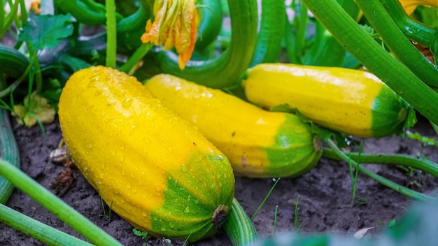 Les courgettes mûrissent sur la plante Jardinage domestique