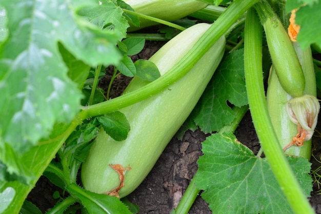 courgettes vertes sur lit de jardin parmi les feuilles vertes, gros plan