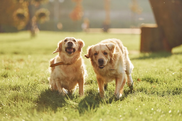 Courir ensemble Deux beaux chiens Golden Retriever se promènent ensemble dans le parc