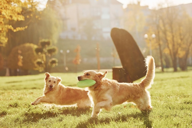 Courir avec le frisbee Deux beaux chiens Golden Retriever se promènent ensemble dans le parc