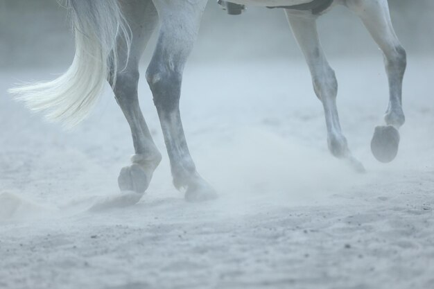 courir les jambes du cheval dans le sable