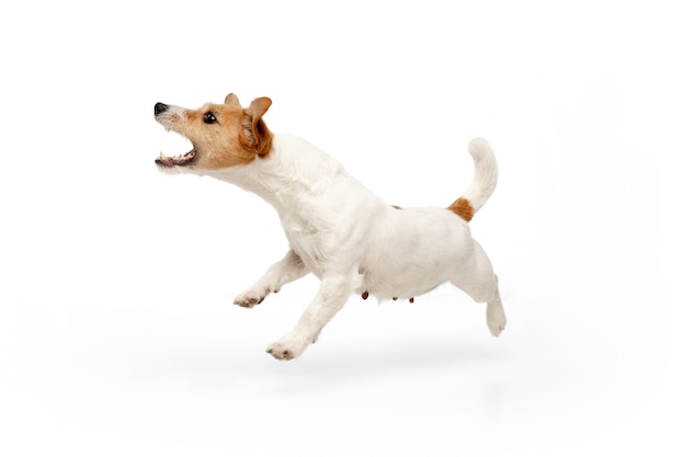 Courir. Le petit chien Jack Russell Terrier pose. Chien ou animal de compagnie ludique mignon jouant sur fond de studio blanc. Concept de mouvement, d'action, de mouvement, d'amour des animaux de compagnie. Il a l'air heureux, ravi, drôle.
