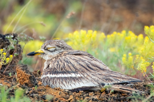 Courlis cendré (Burhinus oedicnemus) assis sur son nid et dormir.