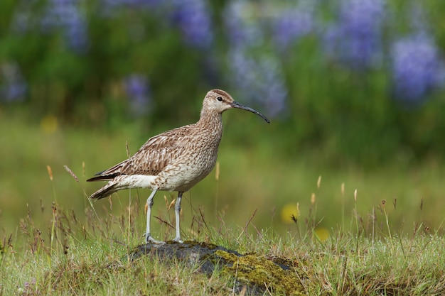 Courlis corlieu debout sur un rocher avec des fleurs violettes floues en Islande.