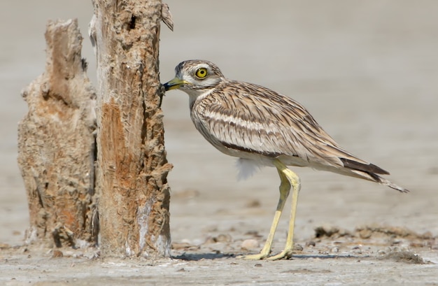 Le courlis en pierre dans l'habitat naturel