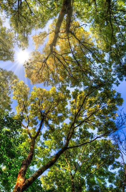 Couronne d'arbre vert avec des feuilles fraîches et un ciel bleu