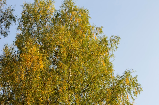 Couronne de bouleau avec des feuilles jaunes contre le ciel bleu arbre d'automne