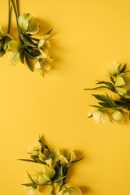 Couronne de cadre rond faite de fleurs d'hellébore jaune sur jaune