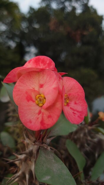 Photo la couronne d'épines d'une fleur