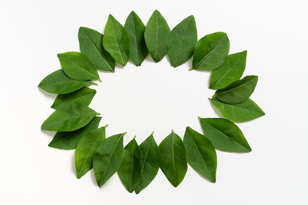 Couronne faite de feuilles fraîches pour les invitations de mariage ou les cartes couronne créative de feuillage botanique pour