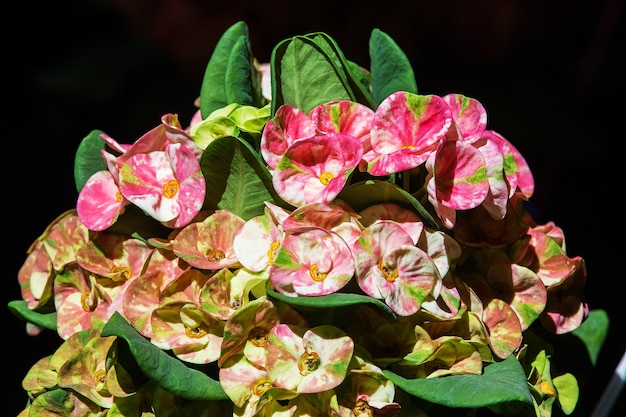 Couronne de fleurs d&#39;épines dans le parc