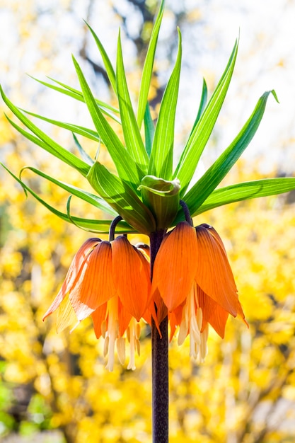 Couronne de Kaiser (Fritillaria imperialis) fleur sur la floraison Forsythia