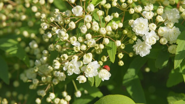 Couronne de mariée spirea fleur de couleur blanche spiraea contre un fond naturel lumineux encore