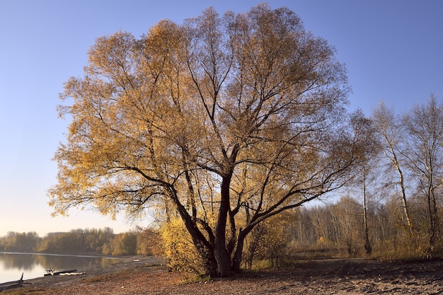 Couronne d'or d'un arbre au bord de la rivière