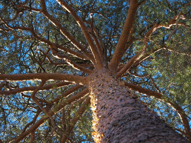 Photo couronne de pin. la couronne étalée d'un vieux pin contre le ciel bleu.