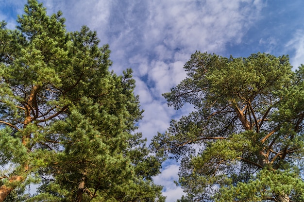 Couronne de pins sous le ciel bleu