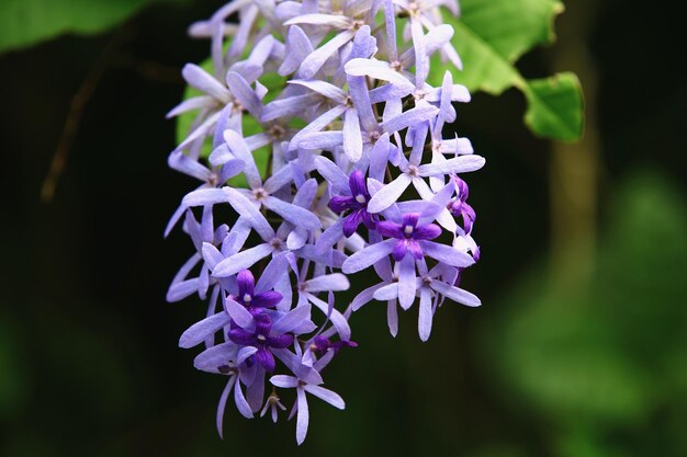 Couronne de la Reine en fleurs ou vigne en papier de verre ou couronne violette ou fleurs de vigne Bluebird