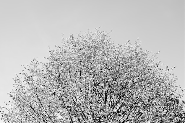 Couronne supérieure de fond d'arbre dramatique