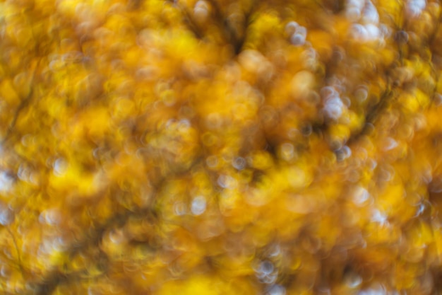 Couronnes d'arbres d'automne floues