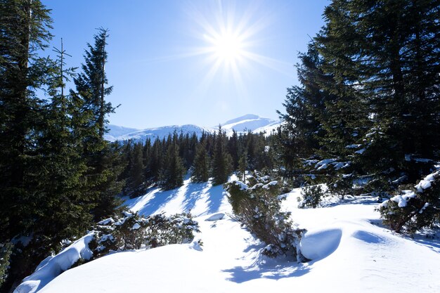 Couronnes d'arbres couvertes de neige dans la forêt d'hiver le jour d'hiver avec un ciel bleu au-dessus