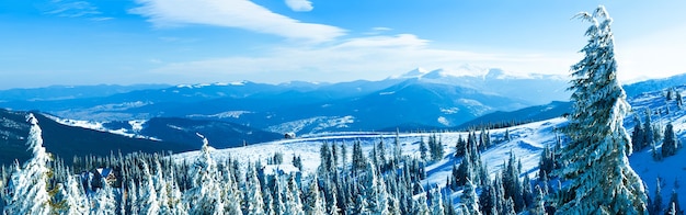 Couronnes d'arbres couvertes de neige dans la forêt d'hiver le jour d'hiver avec un ciel bleu au-dessus