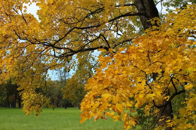 Couronnes d'arbres jaunes sur fond de parc verdoyant