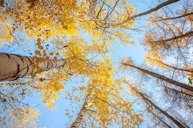 Couronnes de bouleaux d'automne contre le ciel bleu.