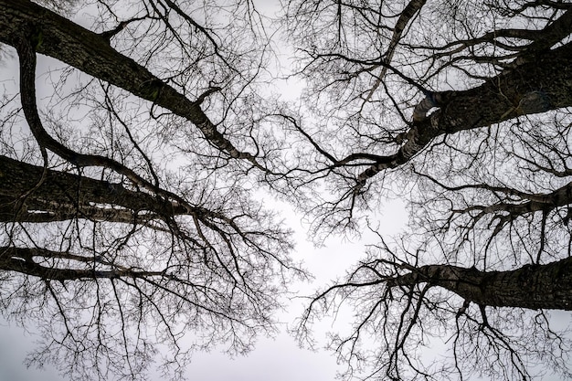 Couronnes nues et branches maladroites d'énormes chênes poussant dans le ciel gris pâle