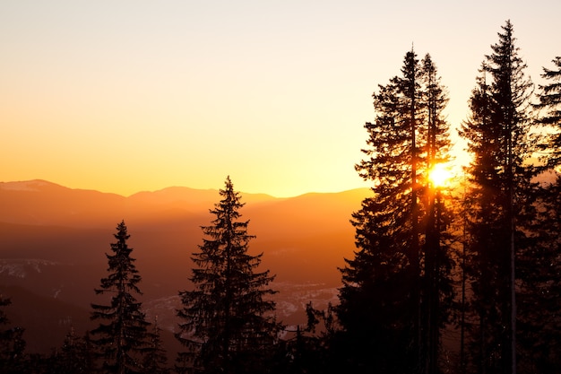 Couronnes de pins élevés sur les collines et fond de vallée avec coucher de soleil doré brillant au-dessus de l'été