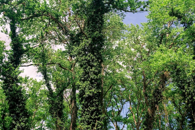 Couronnes et troncs de grands arbres dans une forêt dense de feuillus