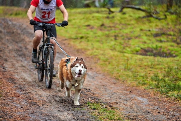 Course de chiens Bikejoring en plein air