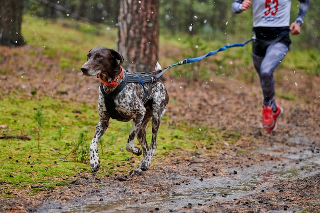 Course de chiens de canicross dans la nature