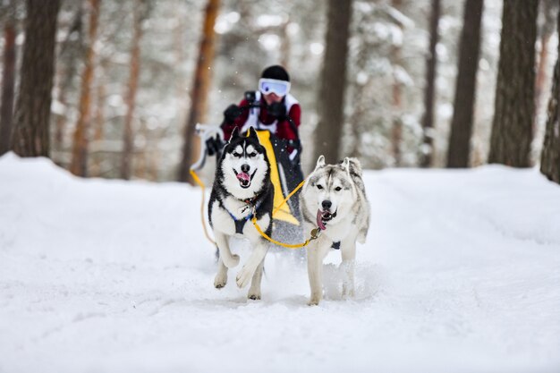 Course de chiens de traîneau husky sibérien