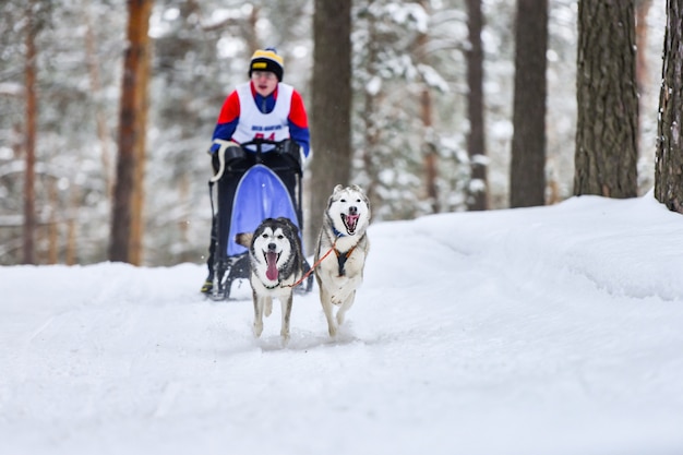 Course de chiens de traîneau Husky