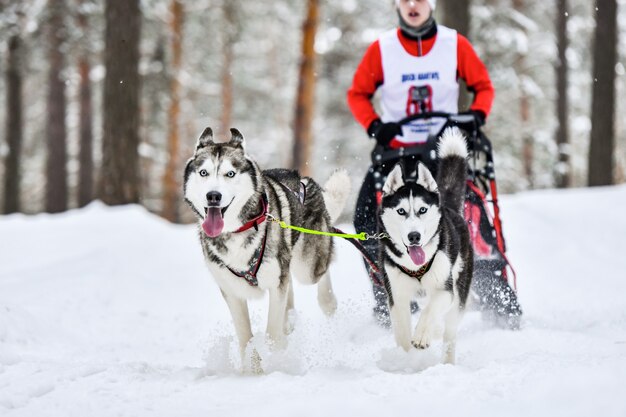 Course de chiens de traîneau Husky