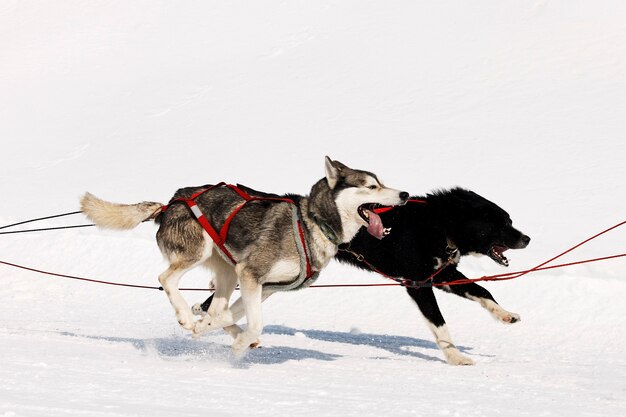 Course de Husky en montagne alpine en hiver