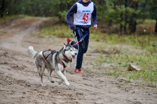 Course de mushing canicross