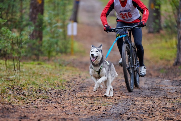 Course de mushing canicross