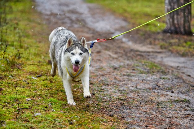 Course de mushing de chiens de traîneau de crosscountry