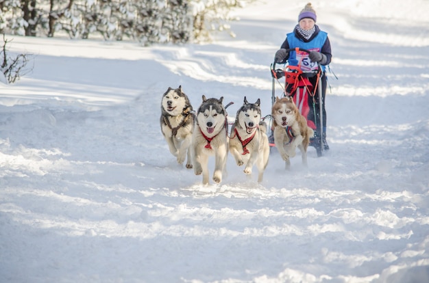 Course De Traîneaux à Chiens. équipe De Musher Et Chien Husky