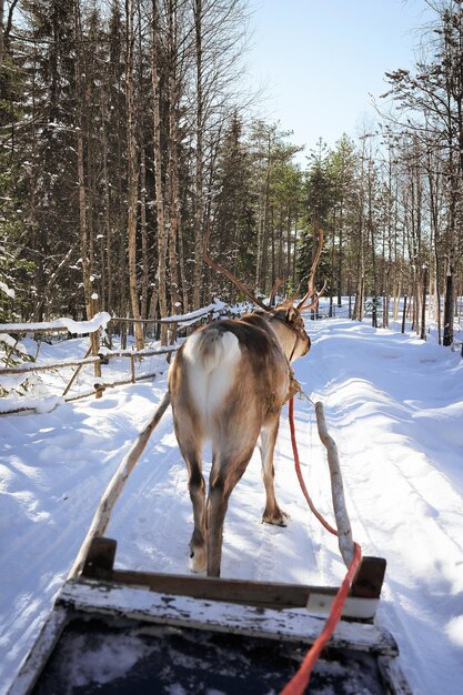 Course de traîneaux à rennes dans la ferme, Rovaniemi, Laponie, Finlande