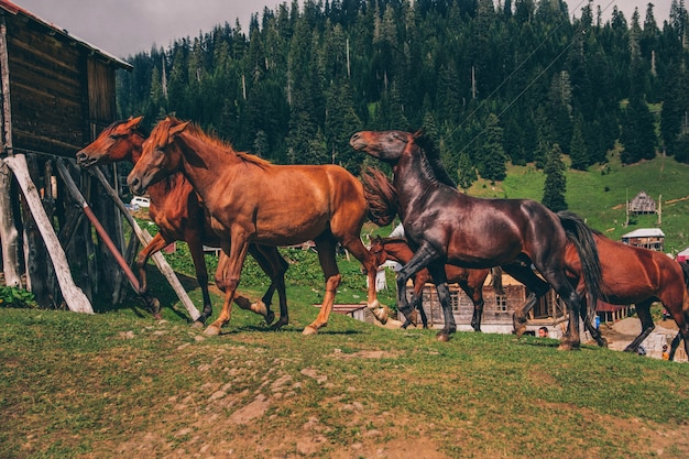Courses de chevaux sauvages dans les montagnes