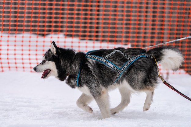 Courses de chiens husky sibérien dans la neige