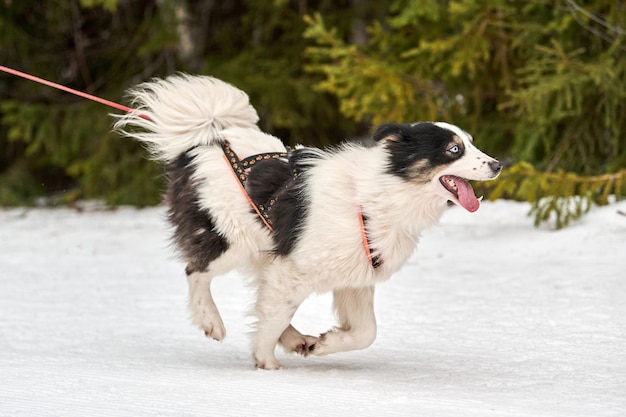 Courses de chiens Skijoring. Compétition de sport canin d'hiver. Chien husky sibérien tire skieur. Ski actif sur route de piste de ski de fond enneigée